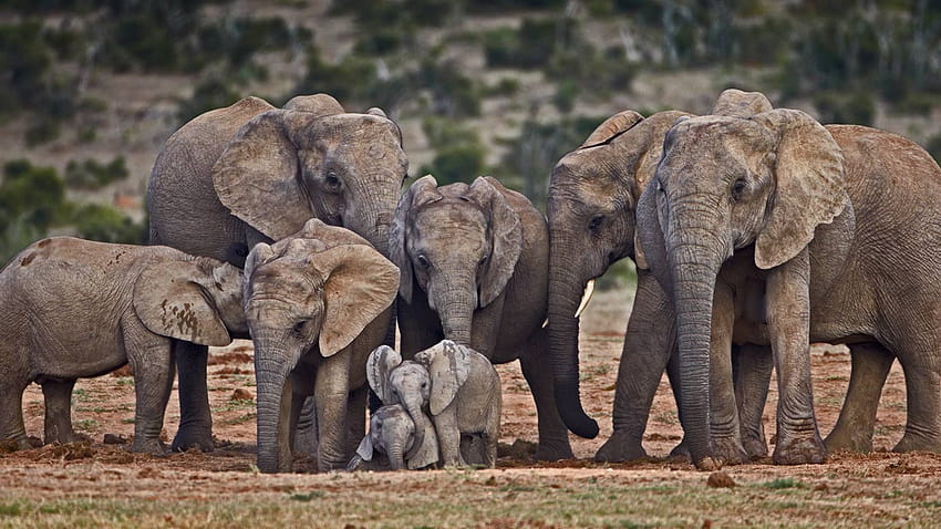 Bing Archive, world elephant day HD wallpaper