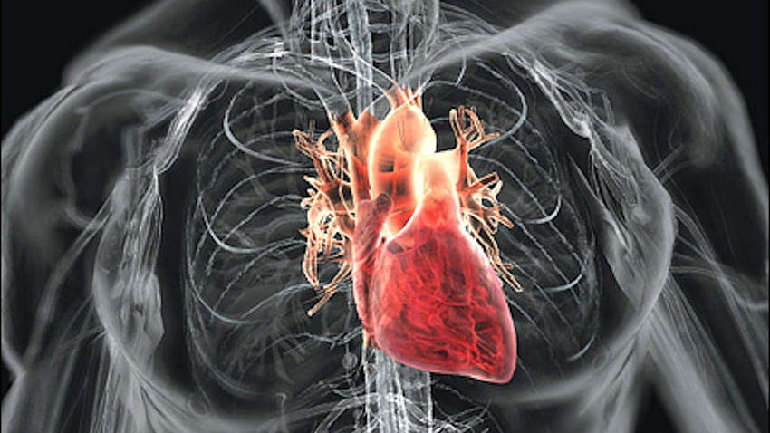 Human Heart Diagram Of Human Heart Full HD wallpaper
