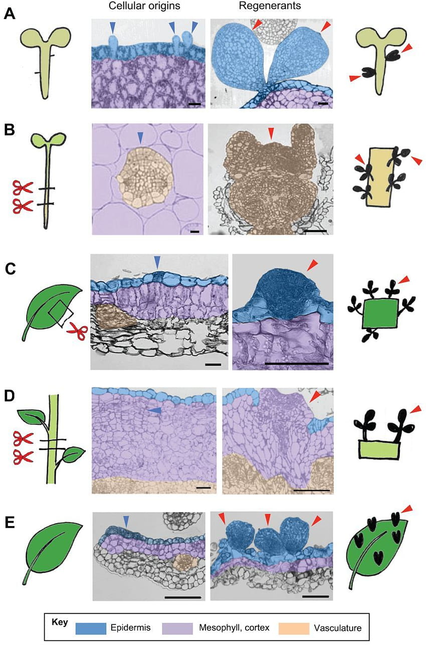 Регенерация на растенията: клетъчен произход и молекулярни механизми, период на joi keioko sis HD тапет за телефон
