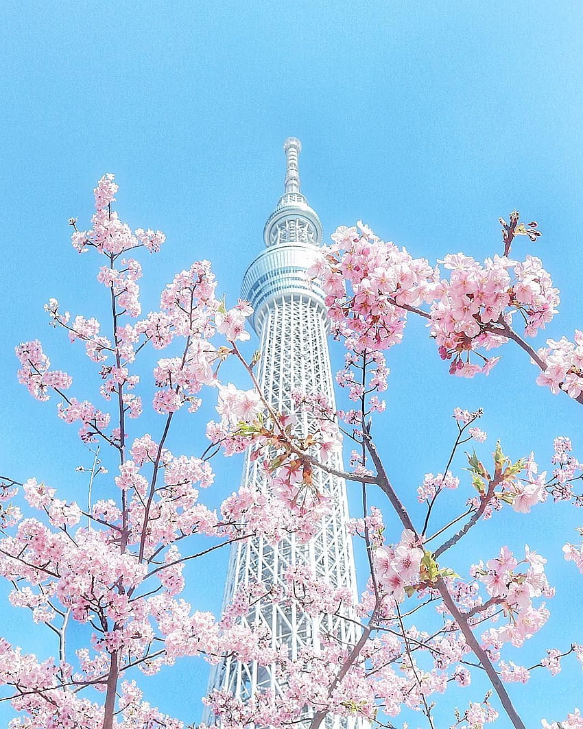 Tokyo Skytree, Tokio, Japón, 東京スカイツリー, 東京, 日本, sakura, flor de cerezo, 桜 fondo de pantalla del teléfono