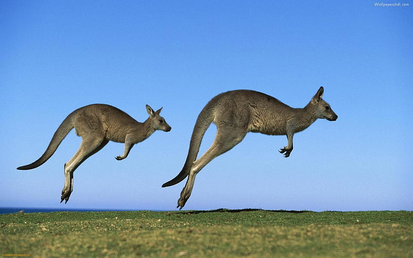 Kangaroo HD wallpaper