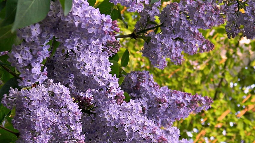 1366x768 lilac, blossom, branch, spring, mood, spring mood HD wallpaper