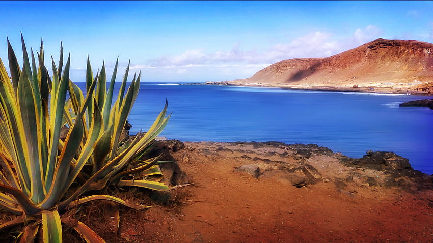 of snake plant beside body of water, gran canaria, gran canaria spain HD wallpaper