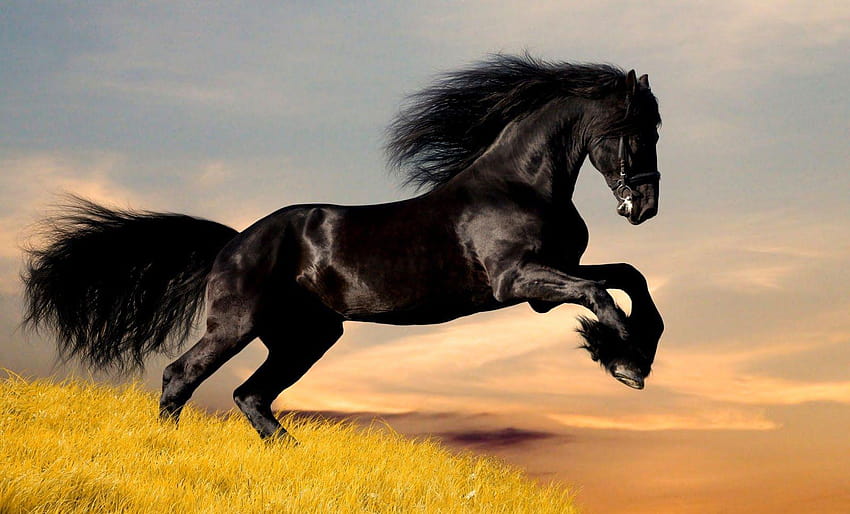Kuda Mustang, komputer kuda Wallpaper HD