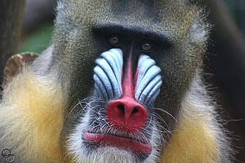 mandrill attack human