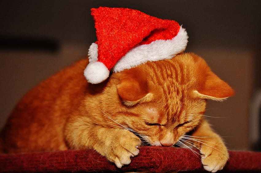 2560x1700 Cat, Santa Hat, Cute, Christmas for Chromebook Pixel, chromebook christmas HD wallpaper