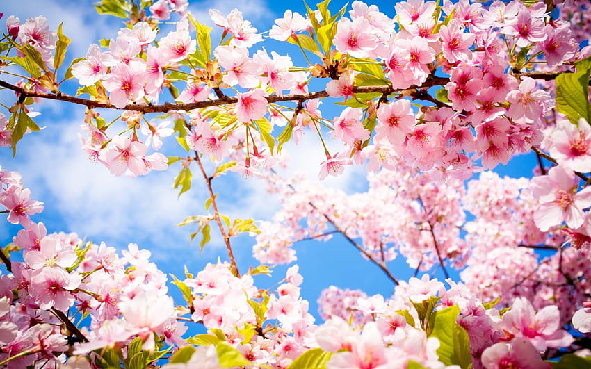 2880x1800 Черешов цвят, сакура, дърво, клони, пролет за MacBook Pro 15 инча, сладък пролетен macbook HD тапет
