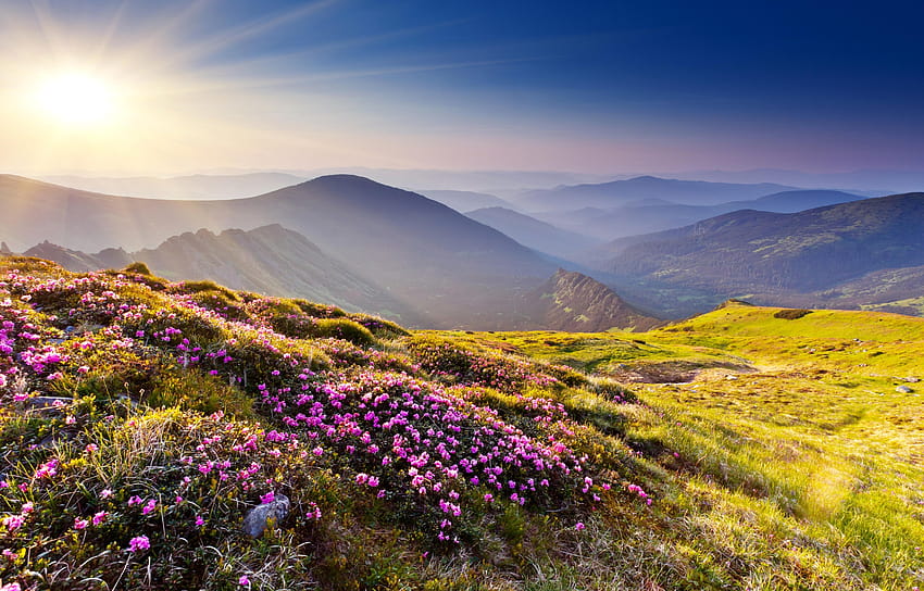 129076 flowers, mountains, mountain summer HD wallpaper | Pxfuel