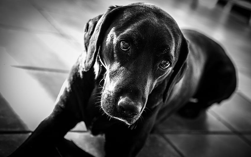 Black Labrador [1229x768] for your, black labrador computer HD wallpaper