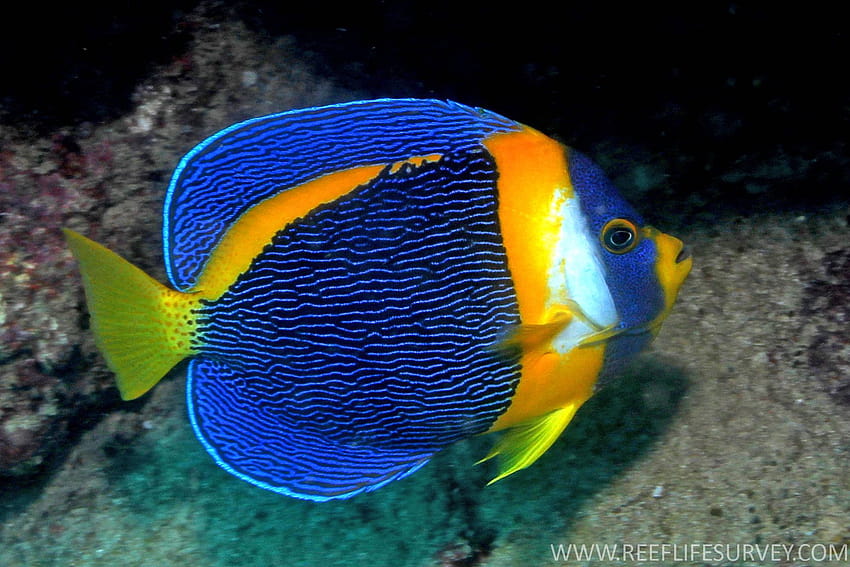 Poisson-ange à face bleue 19184 Fond d'écran HD