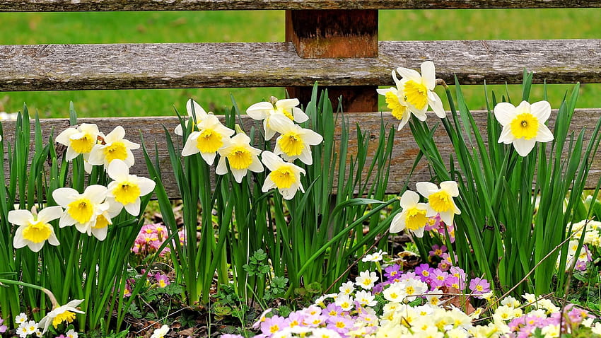 2560x1440 daffodils, primroses, flowers, fence, spring 16:9 backgrounds, daffodils spring HD wallpaper