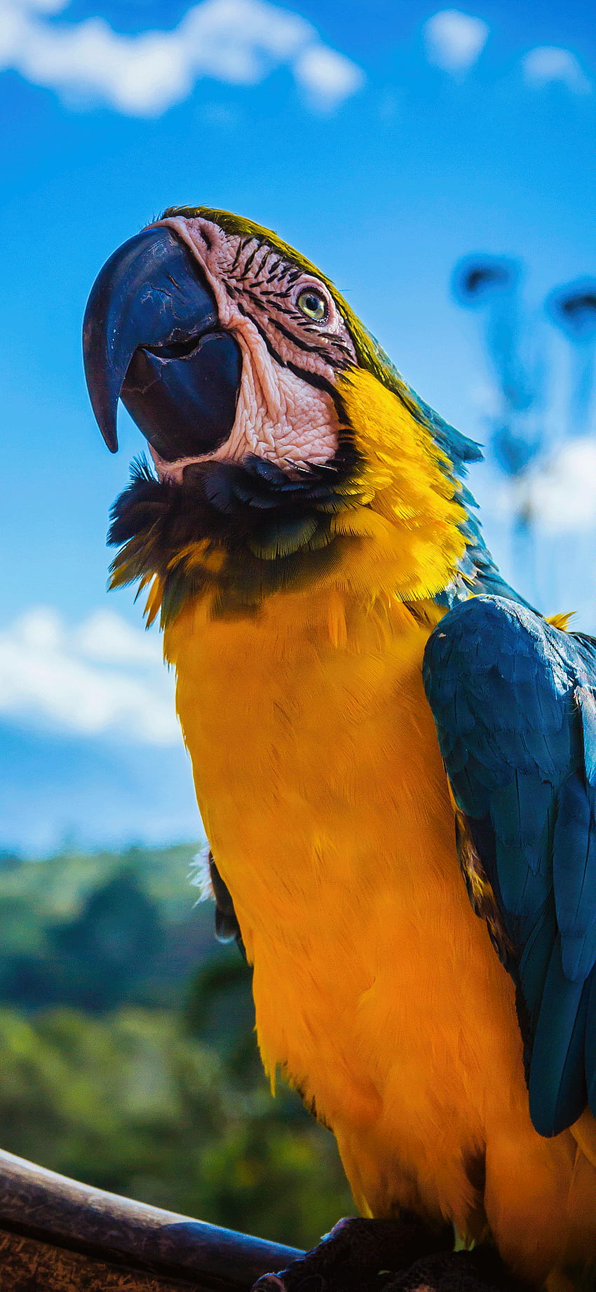 Parrot for iPhone 11, Pro Max, X, 8, 7, 6, parrot iphone HD phone wallpaper