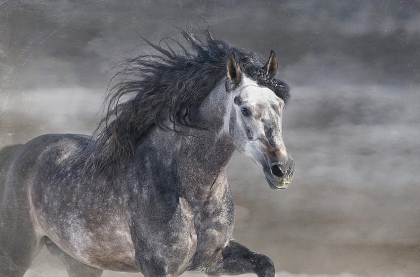 馬の種牡馬 GRIVA ギャロップ 走っている灰色の馬、まだらの灰色の馬 高画質の壁紙