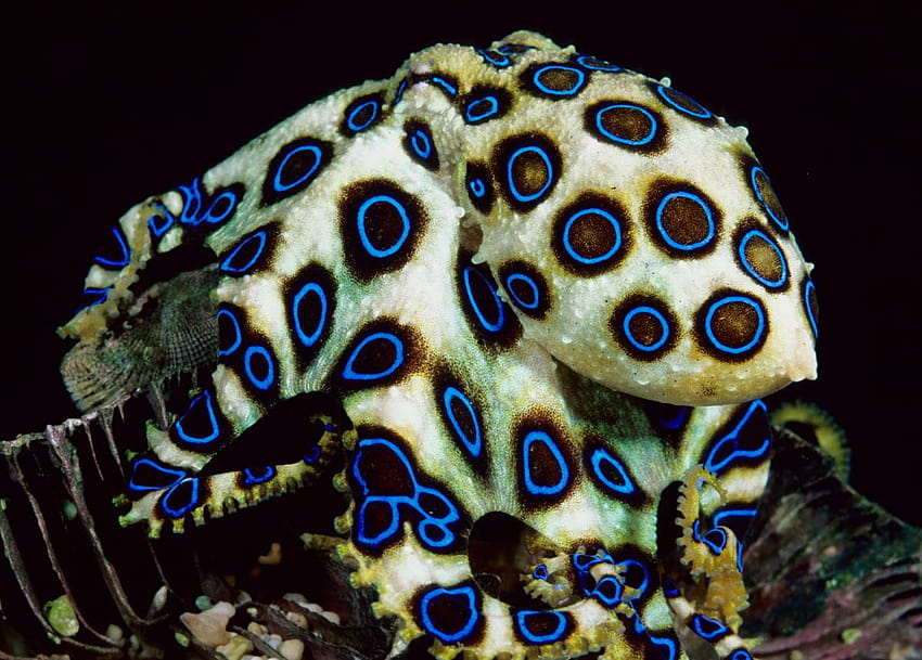 Blue Ringed Octopus Hapalochlaena lunulata The greater blue ringed [1200x860] for your , Mobile & Tablet HD wallpaper