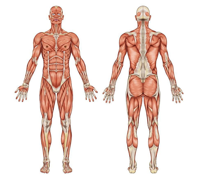 Fascia Mechanics, muscular system HD wallpaper
