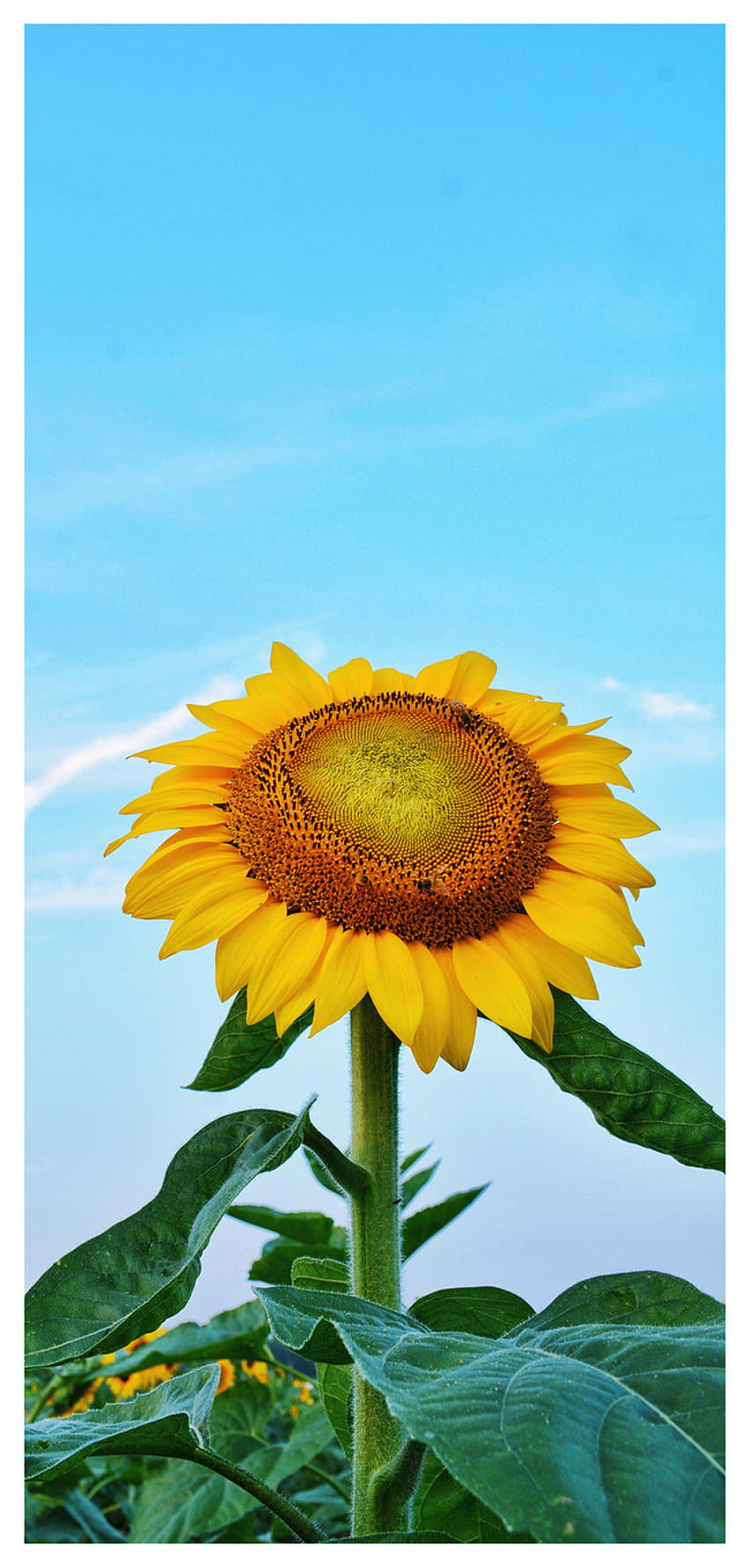 Sunflower Cell Phone backgrounds on Lovepik HD phone wallpaper