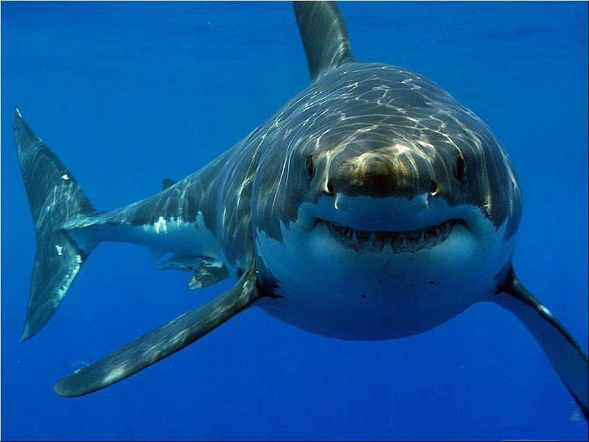 61 Megalodon Shark HD wallpaper