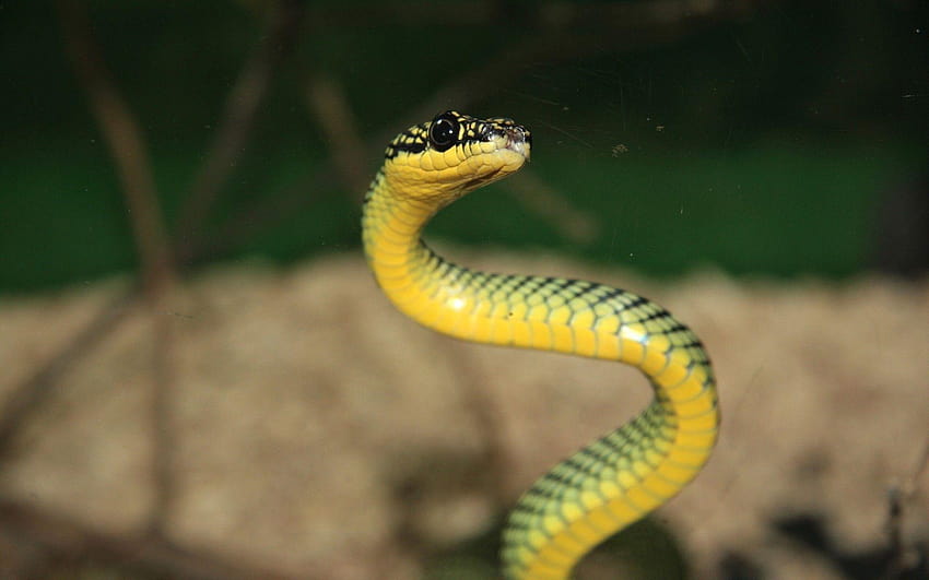 Beautiful Green Wild Snake, snaks HD wallpaper