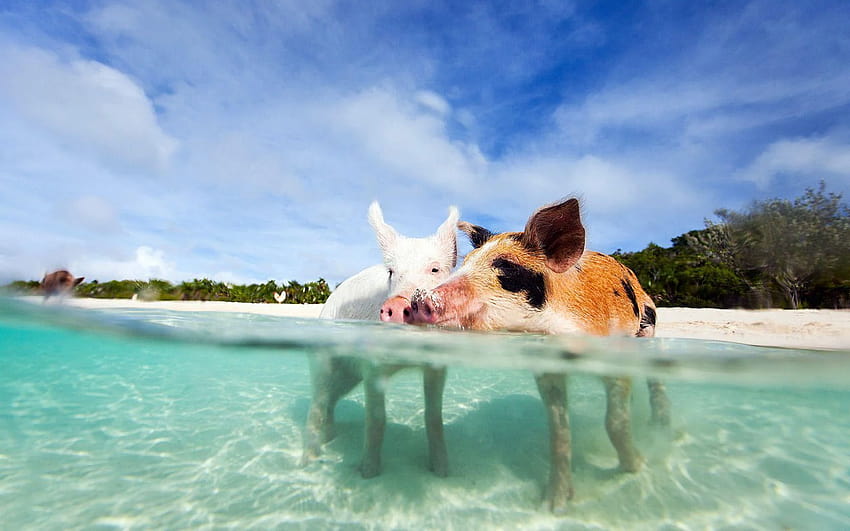 Pigs in Bahamas Beach HD wallpaper