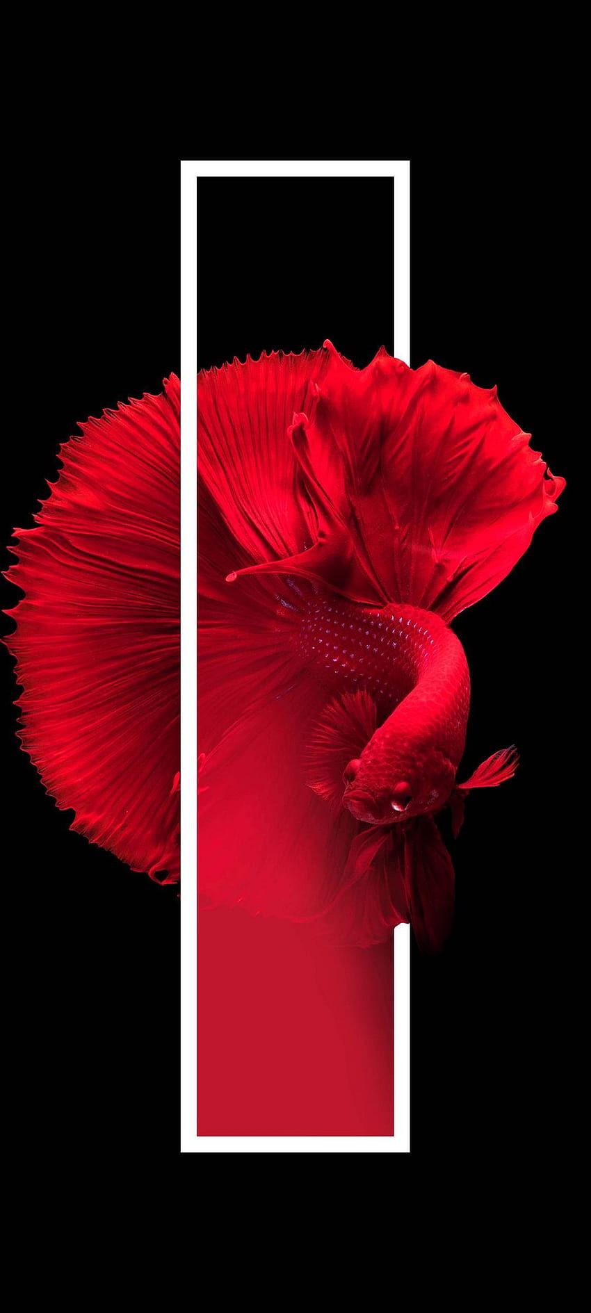 ปลาสีแดง พื้นหลังสีดำ น้อยที่สุด ปลาสีแดง วอลล์เปเปอร์โทรศัพท์ HD