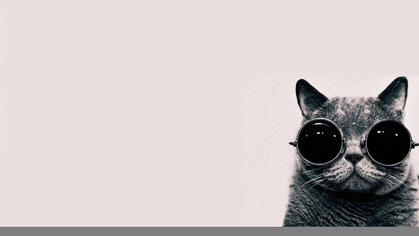 Cat With Sunglasses, cat with glasses HD wallpaper | Pxfuel