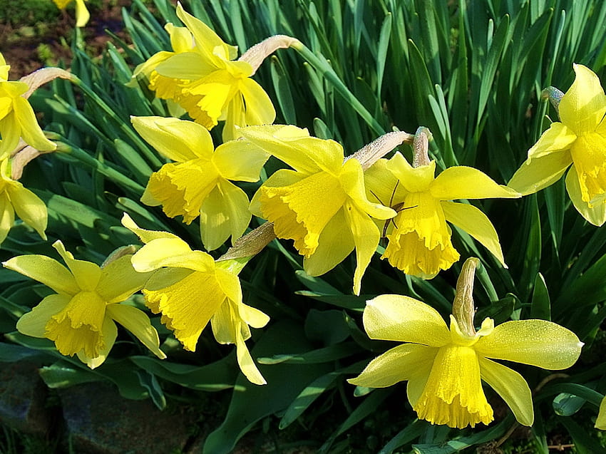 Daffodils, Flowers, Flowerbed, Spring, Garden, Mood, backgrounds, spring daffodils flowers HD wallpaper