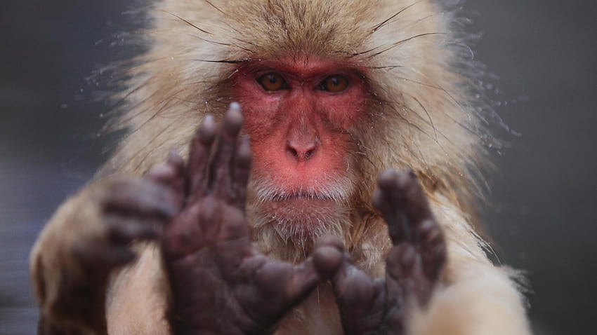 Macacos japoneses animales monos peludos mono de nieve fondo de pantalla