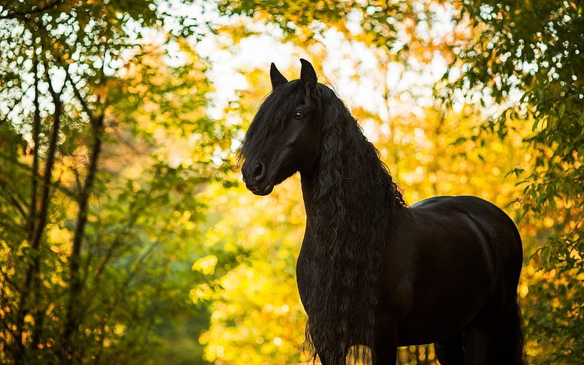 Autumn Horse, black horse autumn HD wallpaper | Pxfuel