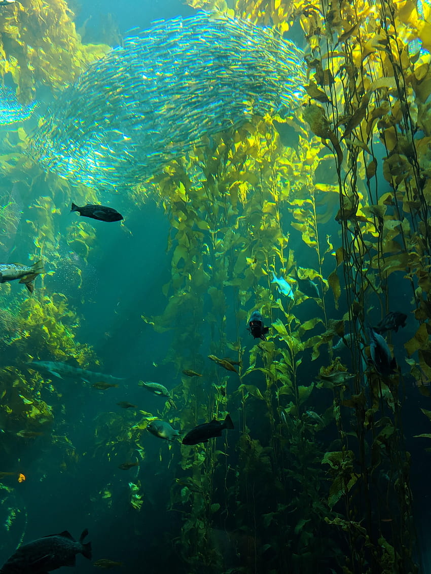 モントレーベイ水族館の昆布の森 [2643x3524]、海藻 HD電話の壁紙