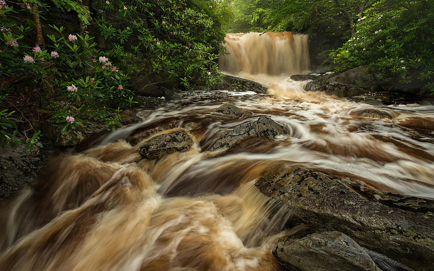 Rio Big Run West Virginia Nature Waterfalls 3840x2400, rododendros West Virginia papel de parede HD