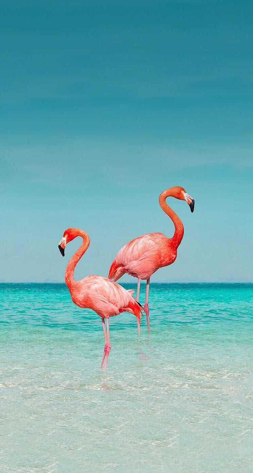 Flamingo HD-Handy-Hintergrundbild