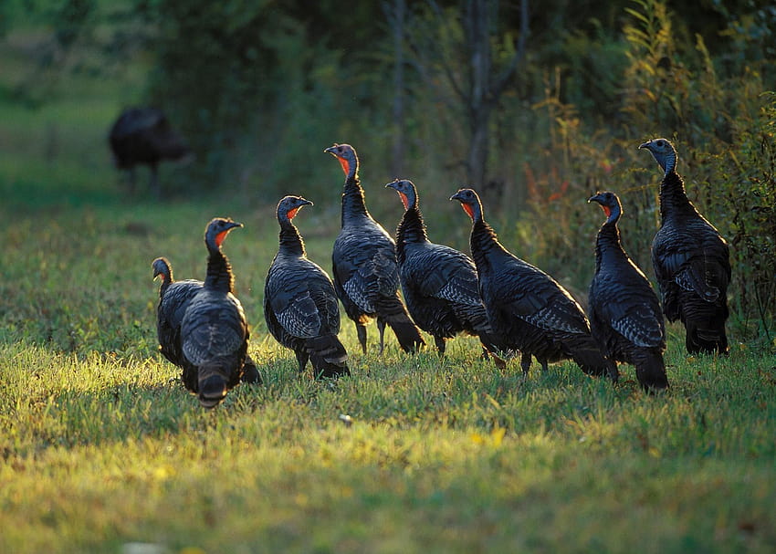 Turkey Group, wild turkey HD wallpaper