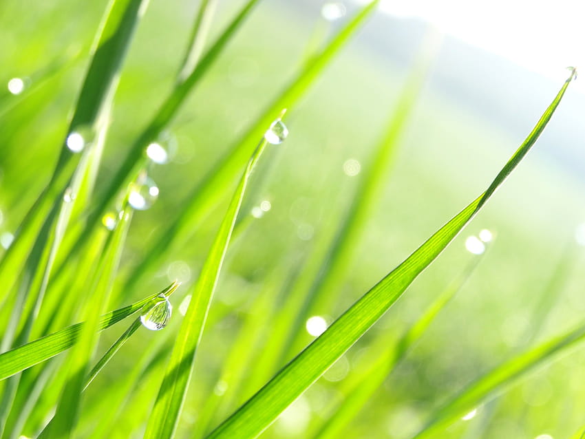 Water drops on green grass leaves shallow focus graphy, solid green 3d water drops HD wallpaper