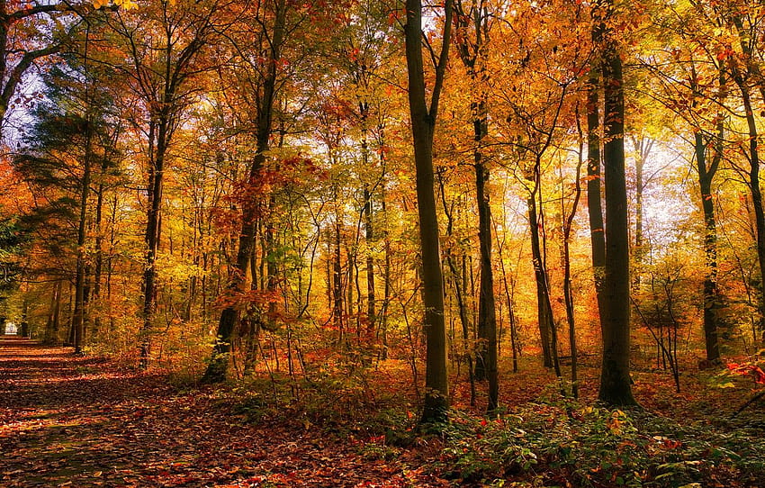 road, autumn, forest, light, trees, Park, foliage, alley, falling leaves, Golden autumn , section пейзажи, a golden autumn HD wallpaper