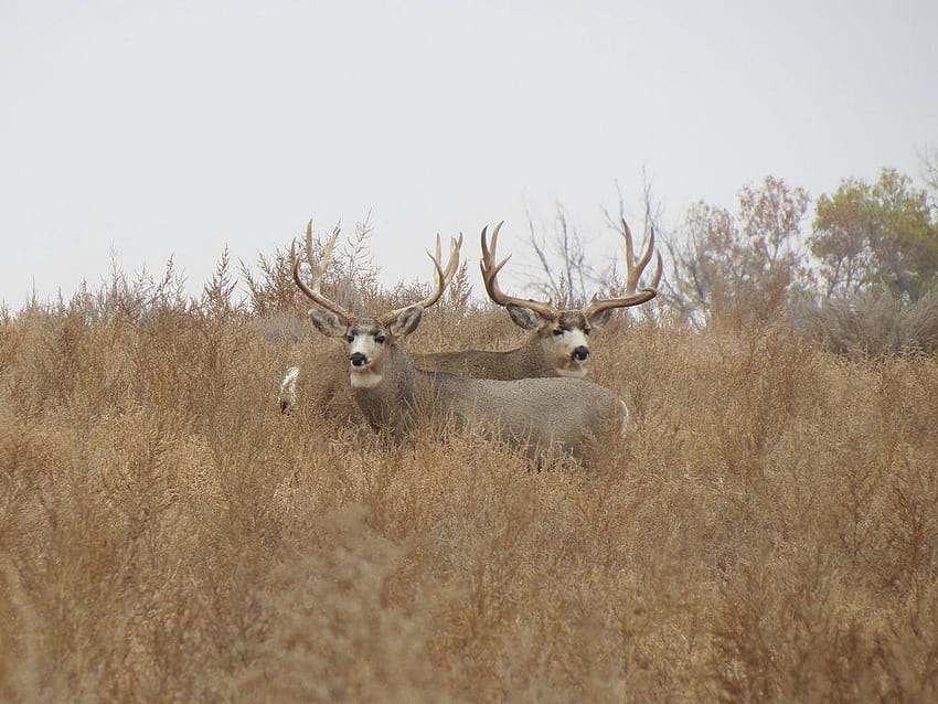 Big Mule Deer Bucks, Schwarzwedelhirsche HD-Hintergrundbild