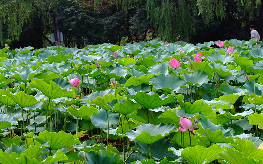 Rose Garden Of The Lotus Rebar Works 2077, rose and lotus HD wallpaper