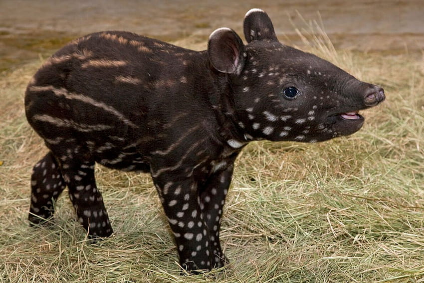 Tapir , Animal, HQ Tapir HD wallpaper | Pxfuel