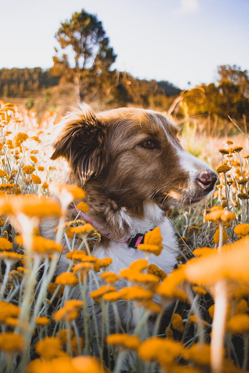 Dog In Flower, dogs in flowers HD phone wallpaper | Pxfuel