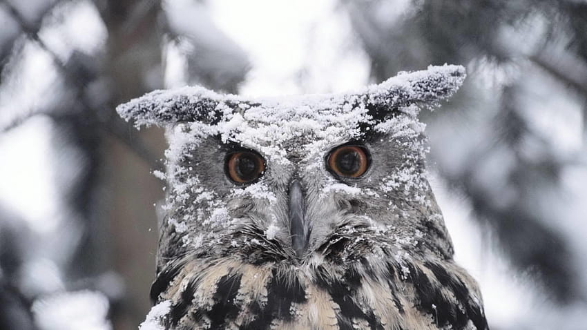 Snowy owl. Live for Android, animal snowy owl HD wallpaper