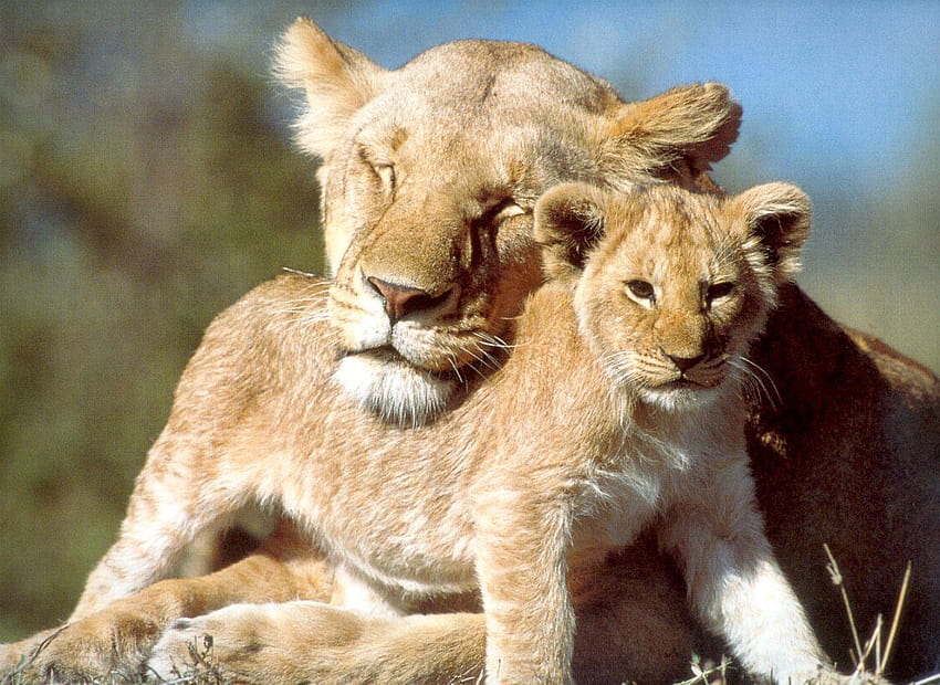 Baby Lion Quotes. QuotesGram, lion mother HD wallpaper