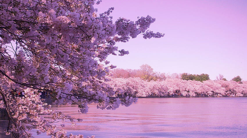 : 1600x900 px, kwiat, Natura, narody, różowy, sakura, wiosna, Tokio, drzewo 1600x900, 1600x900 wiosna Tapeta HD