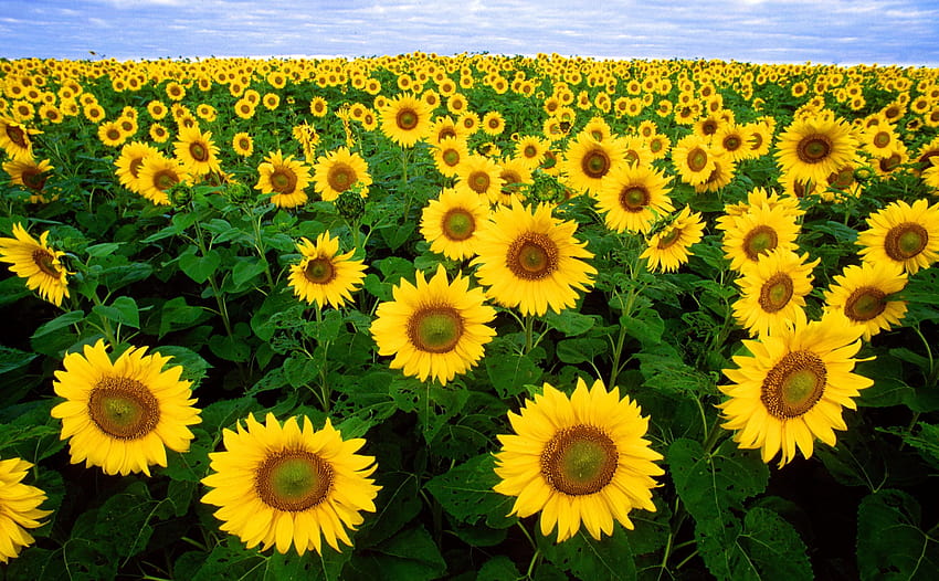 : sunflowers, helianthus, annuus, helianthus annuus HD wallpaper
