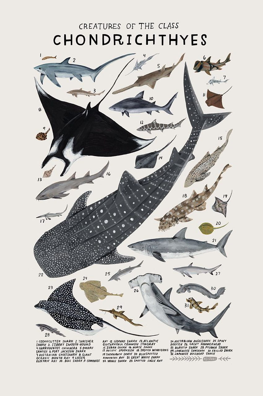 270 Agnatha & Sarcopterygii & Chondrichthyes ideas in 2022 HD phone wallpaper 270 Agnatha & Sarcopterygii & Chondrichthyes ideas in 2022 HD phone wallpaper