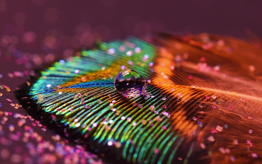 peacock feather art colorful more pinch, beautiful peacock feather HD wallpaper