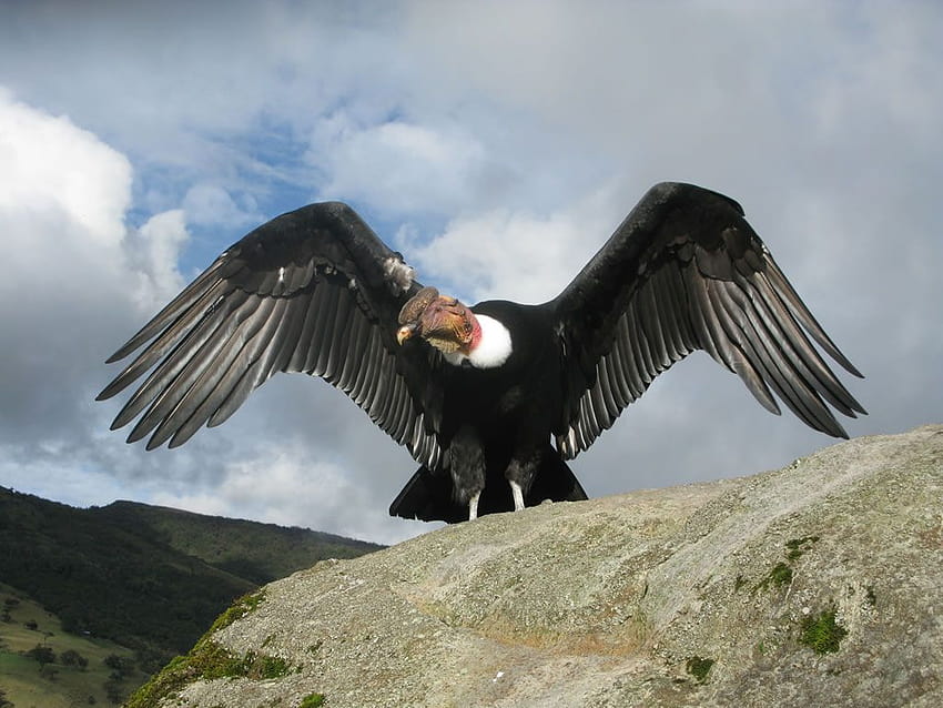 Best 5 Andean Condor Backgrounds on ...hip HD wallpaper