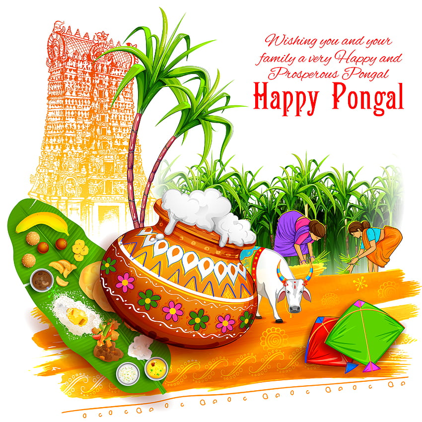 Happy Pongal 2022: 영어와 타밀어로 공유할 소원, 상태, 인용문, 메시지 및 WhatsApp 인사말 HD 전화 배경 화면