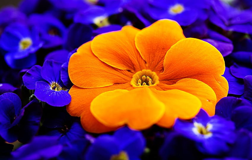 macro, orange, primrose, Primula for HD wallpaper