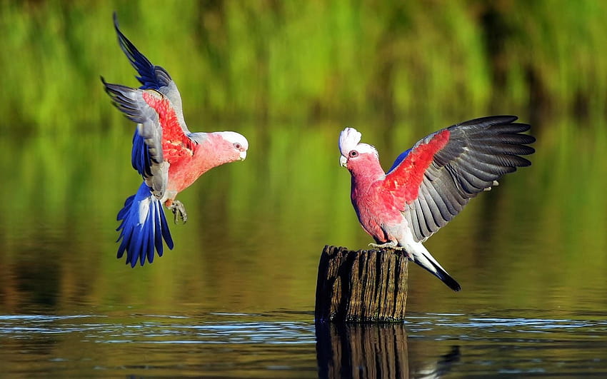 Belos pássaros papagaios Galah na água, os mais bonitos papel de parede HD