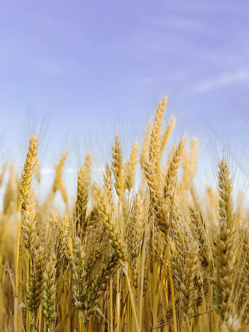 Brown Wheat Field Under Blue Sky · Stock HD phone wallpaper