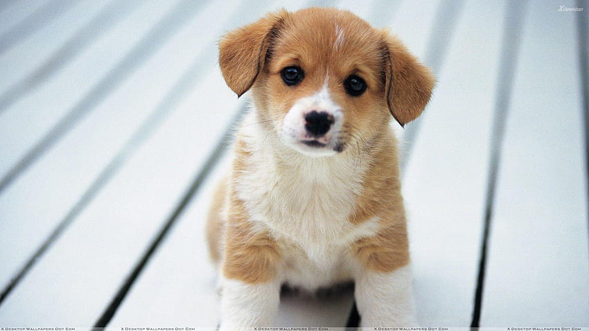 Sweet Little Puppy Watching Camera little dog HD wallpaper Pxfuel